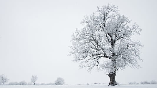 leafless tree thumbnail