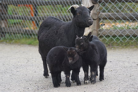 three black goats inside fence thumbnail