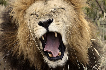 close-up photography of brown lion thumbnail