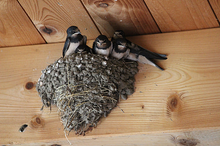 flock of barn swallow birds perching on nest thumbnail