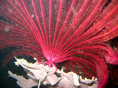 pink plant thumbnail