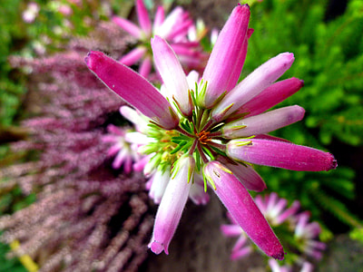 Irish Erika, Heather Blossoms thumbnail