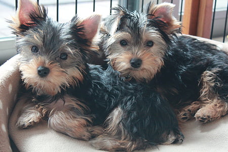 two short-coated black and brown puppies lying on white pet mattress thumbnail