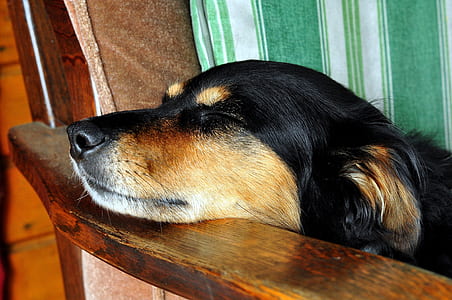 short-coated black and brown dog leaning on brown wooden armchair thumbnail