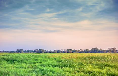 landscape photography of green leaves field thumbnail