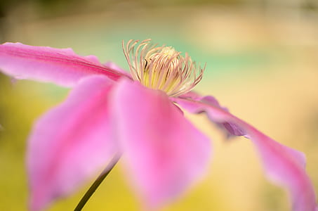 selective focus photography of pink petaled flower thumbnail