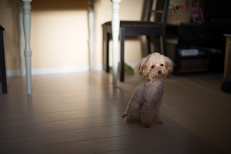white toy poodle sitting inside the room thumbnail