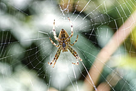Close-up Photo of Spider thumbnail