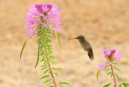 brown hummingbird near pink flower thumbnail