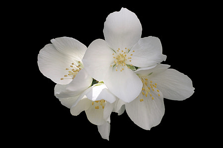 Jasmin, Mock Orange thumbnail