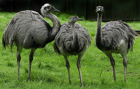 three gray Ostrich on green grass field thumbnail