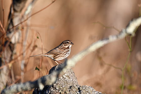 Brown And Black Bird On Rock thumbnail