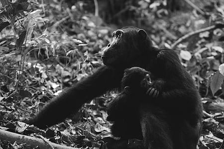 grayscale photo mother and daughter monkeys thumbnail