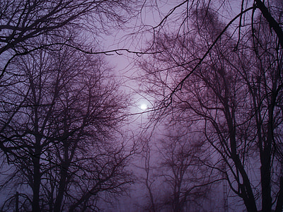 silhouette of trees under moon thumbnail
