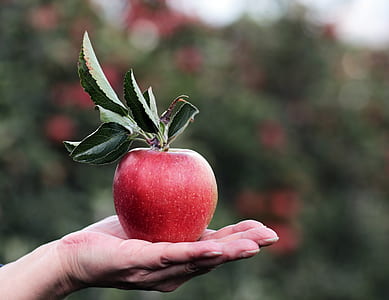 shallow focus photography of red apple on person hand thumbnail