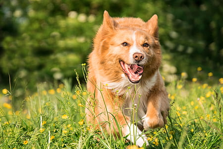 red border collie running on flower field thumbnail