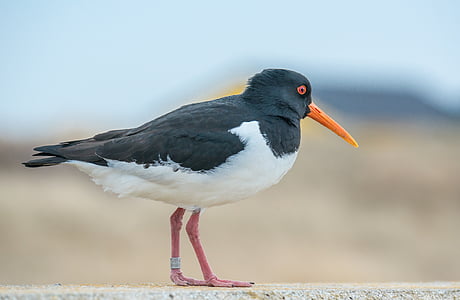 orange beaked bird on concrete pavement thumbnail