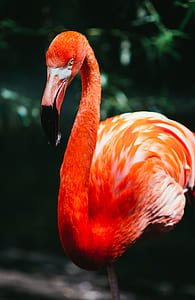 red flamingo thumbnail