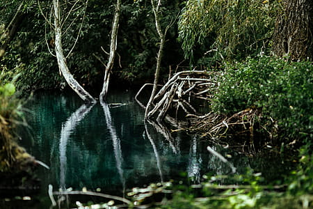 River reflection in the middle of the forest thumbnail