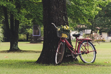 Commuter Bike Leaning on Tree thumbnail