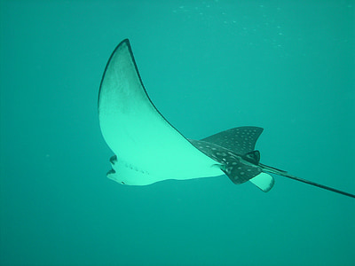 white and black sting ray swimming on water thumbnail