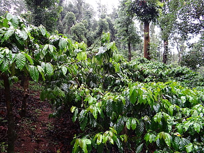 green leafed trees thumbnail