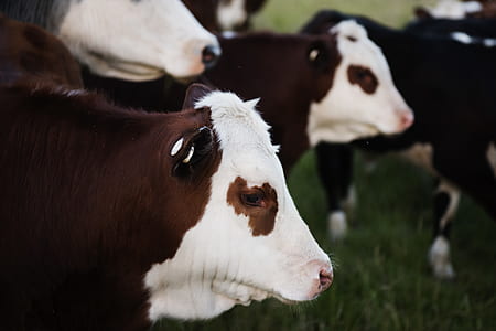 Close-Up Photo of Brown and White Cattle thumbnail