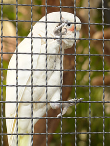 Goffins Cockatoo, Cacatua Goffiniana thumbnail
