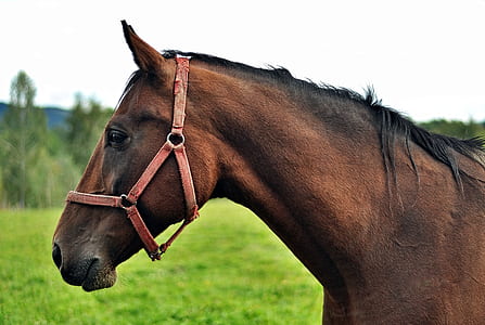 photo of brown horse thumbnail