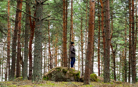 Woman on Rock Surrounded Pine Trees thumbnail