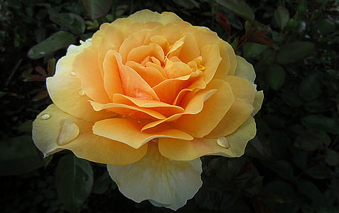 yellow and orange rose in bloom closeup photography thumbnail