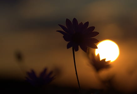 silhouette of flower against a sunset closeup photo thumbnail
