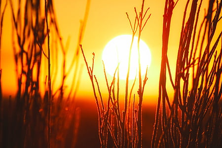 silhoutte of green grass thumbnail