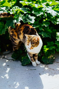 calico cat hiding behind green leafed plant thumbnail
