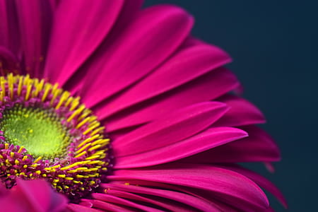 purple Gerbera flower macro photography thumbnail