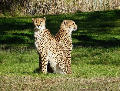 two cheetah sitting on grass thumbnail