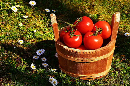 red tomatoes thumbnail