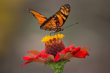 Brown and Black Butterfly Perched on Yellow and Red Petaled Flower Closeup Photography thumbnail
