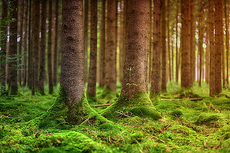green leafed trees thumbnail