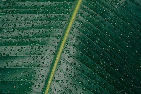macro shot, green leaf, water droplets, leaf thumbnail