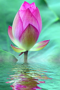 pink and green flower bud and water thumbnail