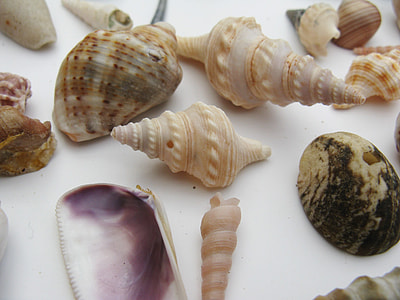 Mussels, Marine Gastropods thumbnail