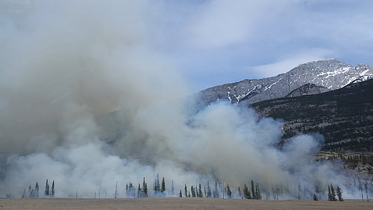 smoke on green trees thumbnail