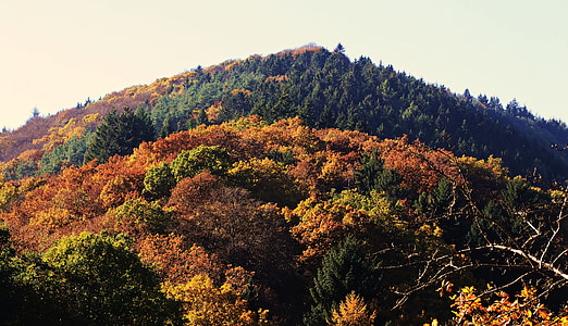 green forest thumbnail