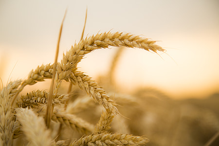shallow focus photography of wheat thumbnail