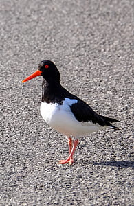bird, rocks, animal, blur thumbnail