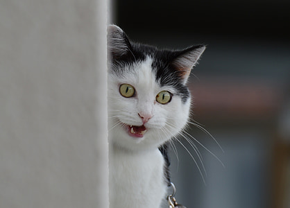white and black cat thumbnail