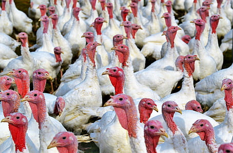 flock of white chickens thumbnail