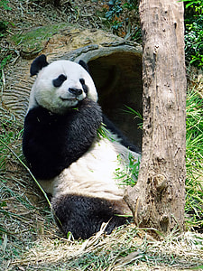 Panda Bear sleeping on the ground thumbnail
