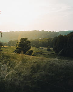 green tries and grass fields thumbnail